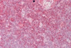 E74 like factor 1 Antibody, Novus Biologicals 0.1mg; Unlabeled:Antibodies,