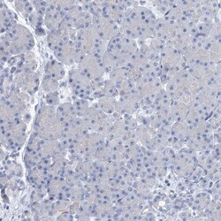 EAAT1/GLAST-1/SLC1A3 Antibody, Novus Biologicals 25 &mu;L; Unlabeled:Antibodies,