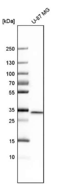EB3 Antibody, Novus Biologicals:Antibodies:Primary Antibodies