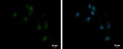 EBF-3 Antibody, Novus Biologicals 0.1mL; Unlabeled:Antibodies, Polyclonal