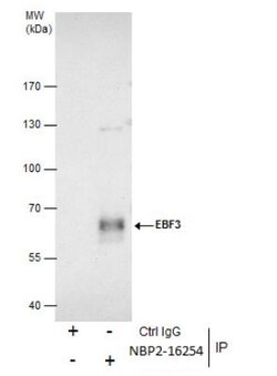 EBF-3 Antibody, Novus Biologicals 0.1mL; Unlabeled:Antibodies, Polyclonal