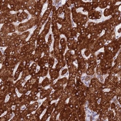 EBPL Antibody, Novus Biologicals:Antibodies:Primary Antibodies