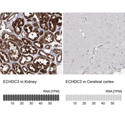 ECHDC3 Antibody, Novus Biologicals:Antibodies:Primary Antibodies