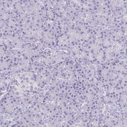 ECM-1/Secretory Component P85 Antibody, Novus Biologicals 0.1mL; Unlabeled:Antibodies,