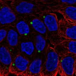 EDEM1 Antibody, Novus Biologicals 25 &mu;L; Unlabeled:Antibodies, Polyclonal