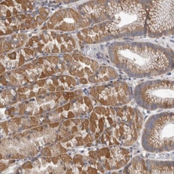 EDEM3 Antibody, Novus Biologicals:Antibodies:Primary Antibodies