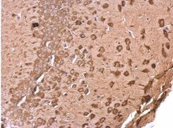 EEF1A2 Antibody, Novus Biologicals 0.1mg; Unlabeled:Antibodies, Polyclonal