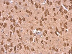 EEF1A2 Antibody, Novus Biologicals 0.1mg; Unlabeled:Antibodies, Polyclonal