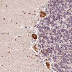 EEF1A2 Antibody, Novus Biologicals 0.1 mL | Buy Online | Novus Biologicals | Fisher Scientific