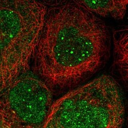EEFSEC Antibody, Novus Biologicals 0.1mL; Unlabeled:Antibodies, Polyclonal