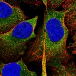 EEN Antibody, Novus Biologicals 0.1mL; Unlabeled:Antibodies, Polyclonal
