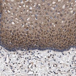 EEN Antibody, Novus Biologicals 0.1mL; Unlabeled:Antibodies, Polyclonal