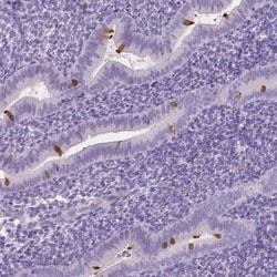 EFCAB1 Antibody, Novus Biologicals:Antibodies:Primary Antibodies