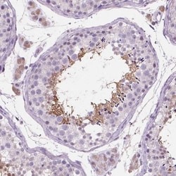 EFCAB1 Antibody, Novus Biologicals:Antibodies:Primary Antibodies