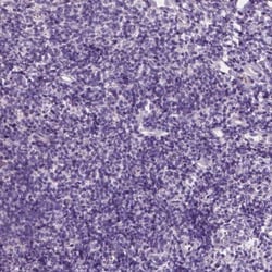 EFCAB1 Antibody, Novus Biologicals:Antibodies:Primary Antibodies