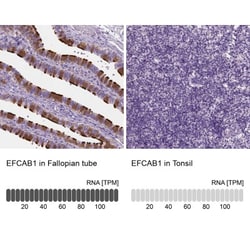 EFCAB1 Antibody, Novus Biologicals:Antibodies:Primary Antibodies