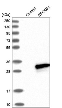EFCAB1 Antibody, Novus Biologicals:Antibodies:Primary Antibodies