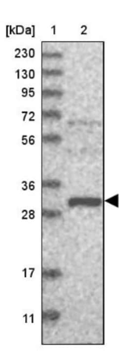 EFCAB2 Antibody, Novus Biologicals:Antibodies:Primary Antibodies