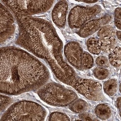 EFCAB4B Antibody, Novus Biologicals:Antibodies:Primary Antibodies