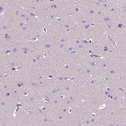 EFCAB4B Antibody, Novus Biologicals:Antibodies:Primary Antibodies
