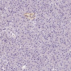 EFCBP2 Antibody, Novus Biologicals 0.1mL; Unlabeled:Antibodies, Polyclonal