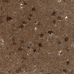 EFCBP2 Antibody, Novus Biologicals 0.1mL; Unlabeled:Antibodies, Polyclonal