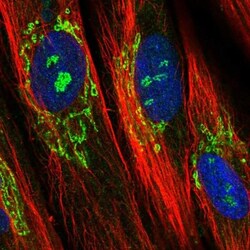 EFHD1 Antibody, Novus Biologicals 25 &mu;L, Unlabeled:Antibodies, Polyclonal