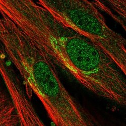 EFHD1 Antibody, Novus Biologicals:Antibodies:Primary Antibodies