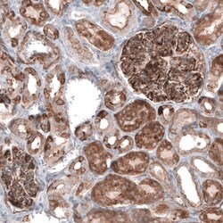 EFHD1 Antibody, Novus Biologicals 25 &mu;L, Unlabeled:Antibodies, Polyclonal
