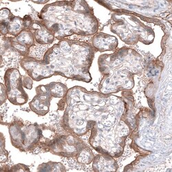 EFHD1 Antibody, Novus Biologicals 25 &mu;L, Unlabeled:Antibodies, Polyclonal