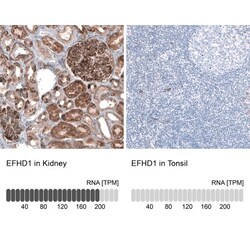 EFHD1 Antibody, Novus Biologicals 25 &mu;L, Unlabeled:Antibodies, Polyclonal