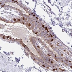 EFHD1 Antibody, Novus Biologicals:Antibodies:Primary Antibodies