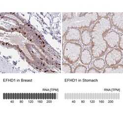 EFHD1 Antibody, Novus Biologicals:Antibodies:Primary Antibodies