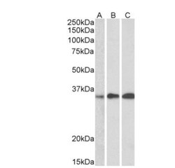 EFHD2 Antibody, Novus Biologicals:Antibodies:Primary Antibodies