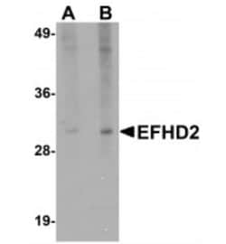 EFHD2 Antibody - BSA Free, Novus Biologicals 0.1mg; Unlabeled:Antibodies,