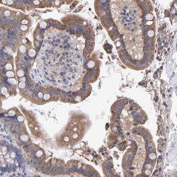 EFR3A Antibody, Novus Biologicals 0.1mL; Unlabeled:Antibodies, Polyclonal