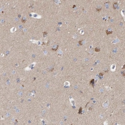 EFR3A Antibody, Novus Biologicals 0.1mL; Unlabeled:Antibodies, Polyclonal