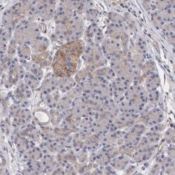 EFR3A Antibody, Novus Biologicals 0.1mL; Unlabeled:Antibodies, Polyclonal