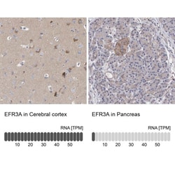 EFR3A Antibody, Novus Biologicals 0.1mL; Unlabeled:Antibodies, Polyclonal