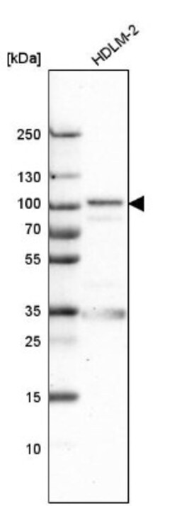 EFR3A Antibody, Novus Biologicals 0.1mL; Unlabeled:Antibodies, Polyclonal