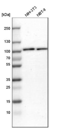 EFR3A Antibody, Novus Biologicals 0.1mL; Unlabeled:Antibodies, Polyclonal