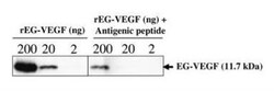 EG-VEGF/PK1 Antibody, Novus Biologicals 0.2mL; Unlabeled:Antibodies, Polyclonal