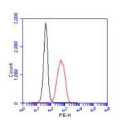 EGLN1/PHD2 Antibody, Novus Biologicals:Antibodies:Primary Antibodies