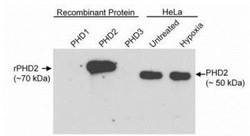 EGLN1/PHD2 Antibody, Novus Biologicals:Antibodies:Primary Antibodies