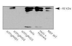 EGLN1/PHD2 Antibody, Novus Biologicals:Antibodies:Primary Antibodies