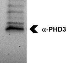 EGLN3/PHD3 Antibody - BSA Free, Novus Biologicals 0.1mL; Unlabeled:Antibodies,