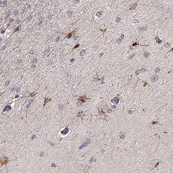EGR4 Antibody, Novus Biologicals:Antibodies:Primary Antibodies