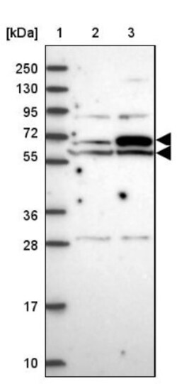 EHD2 Antibody, Novus Biologicals 25 &mu;L, Unlabeled:Antibodies, Polyclonal