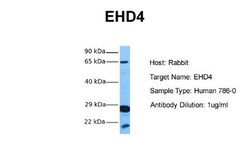 EHD4 Antibody, Novus Biologicals 0.05mg; Unlabeled:Antibodies, Polyclonal