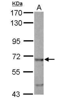 EHD4 Antibody, Novus Biologicals 0.1mL; Unlabeled:Antibodies, Polyclonal